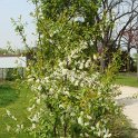 Prunus padus en fleur P1D